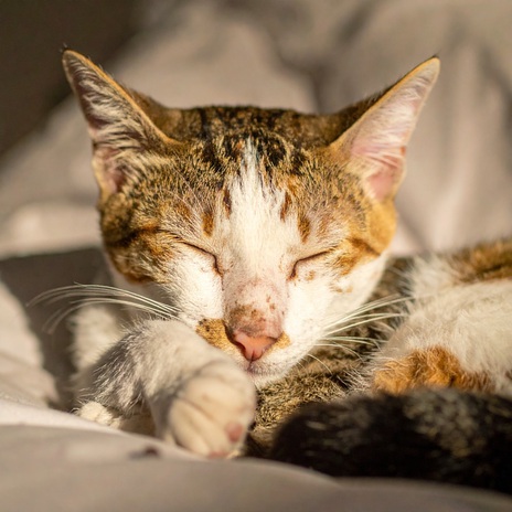 Calm Lofi Para La Relajación Del Gato ft. Composiciones para Relajar Gatos & Música para Terapia Felina