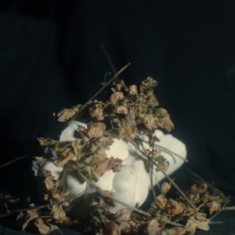 Weak and Predatory ft. Louisahhh, Maelstrom, Birds in Row & Quentin Sauvé