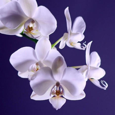 orquidea cover art
