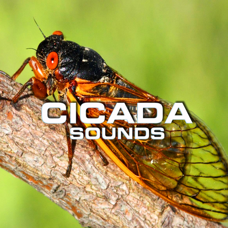 Cicada Nature Sounds ft. The Nature Sound, Soundscapes of Nature, Calm Beach, Calming Sounds & Soothing Sounds cover art