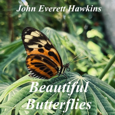 Common Sootywing Butterfly cover art
