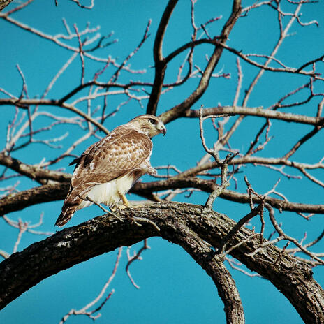 Hawk (Tuah) cover art