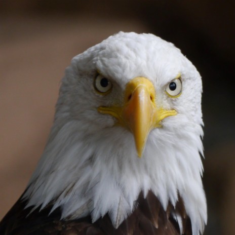 Jim's Eagle cover art