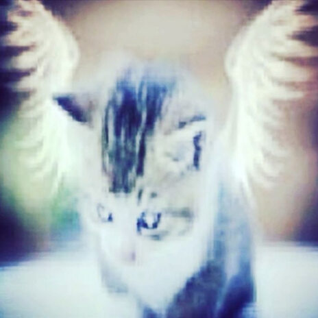 idc cover art