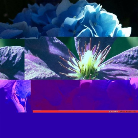 Used Rainbows cover art