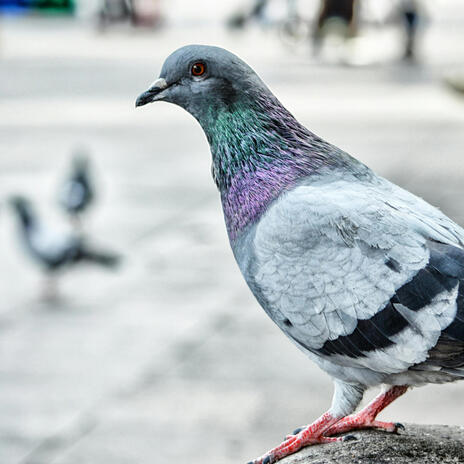 Bird Reynolds cover art