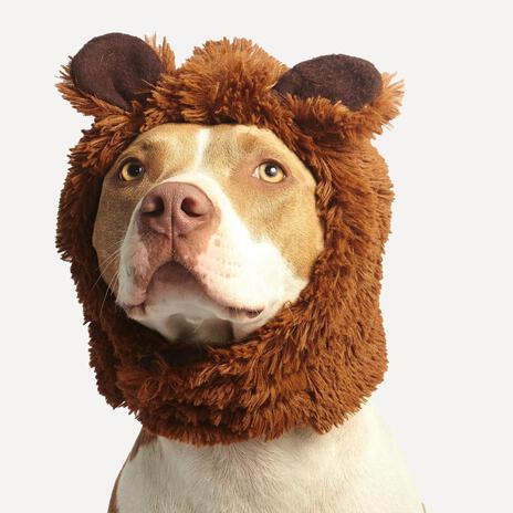 Jer Bear cover art