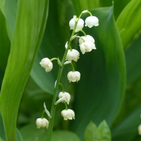 Lily of the Valley cover art