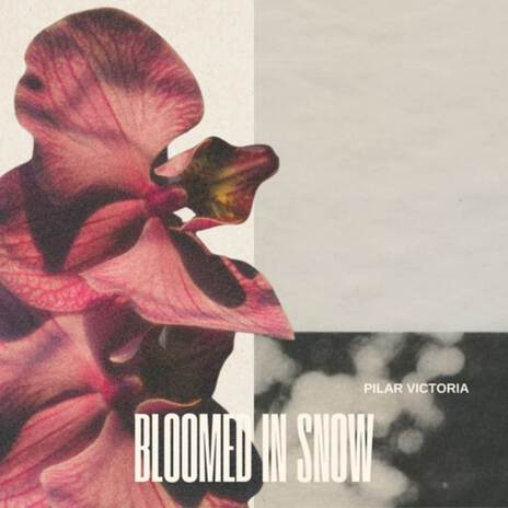 Bloomed in Snow cover art