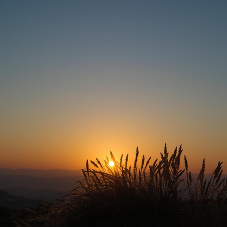 Soft Echoes in Amber