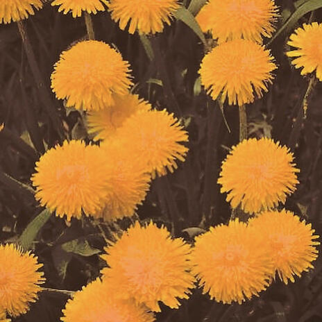 Diamonds baby cover art