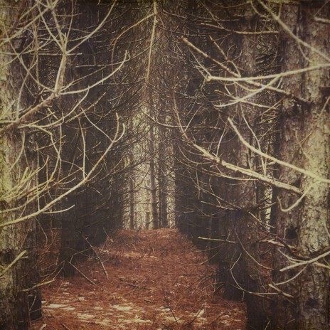 Out of the Woods cover art