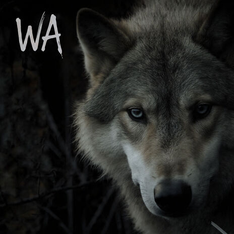 What can We do? cover art