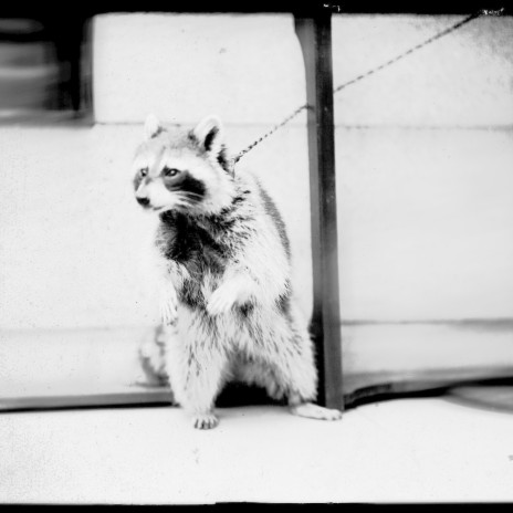 Distemper cover art