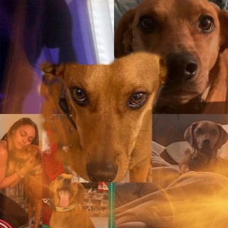 clifford eternal cover art
