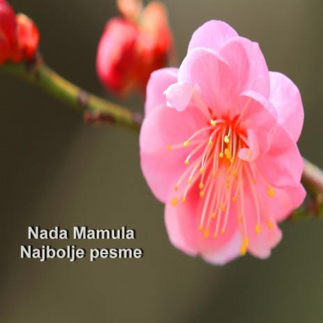 Platno bijeli, Sarajka djevojka cover art