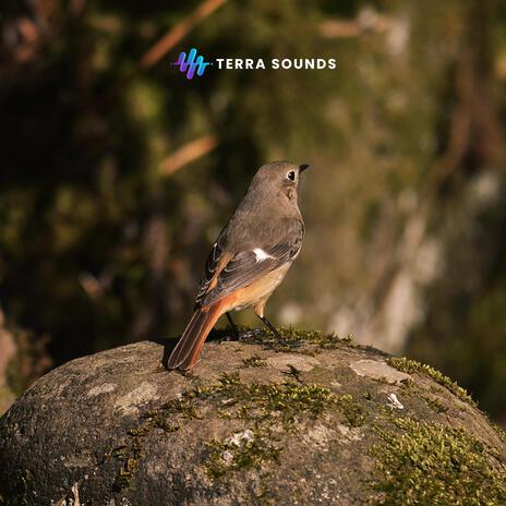 Relaxing Nature (Awakening) cover art