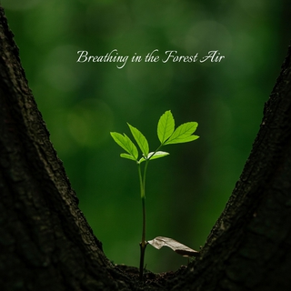 Breathing in the Forest Air