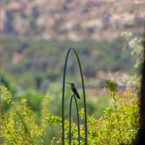 San Juan cover art