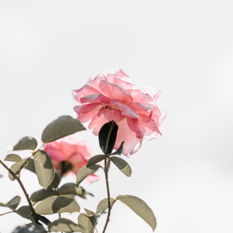 Blossom cover art