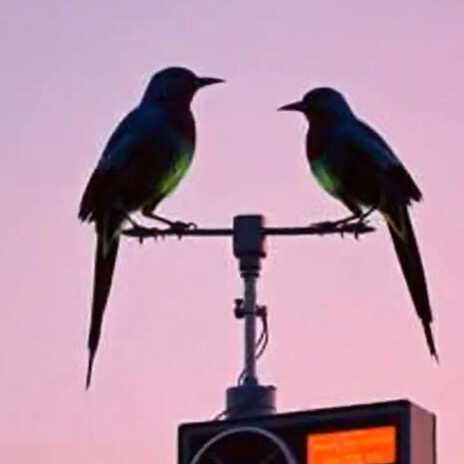 Two Birds