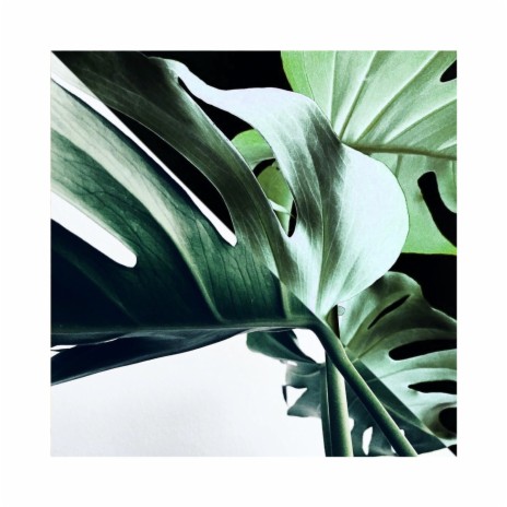 Sunshine cover art