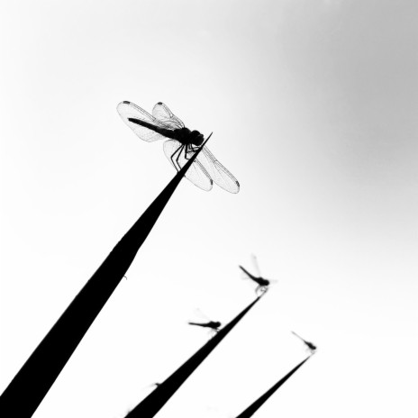 Libélula cover art