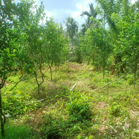 Tak Kutak Tak cover art