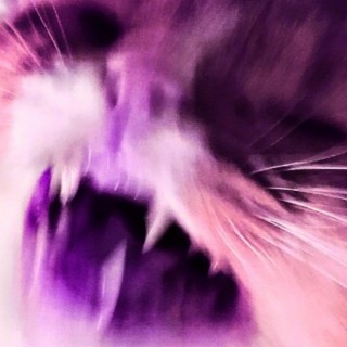Purple Cat