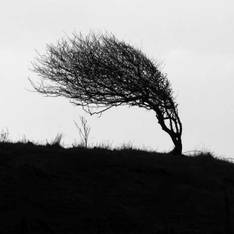Rocking Tree (Radio Edit) cover art