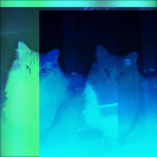 Blue Cat