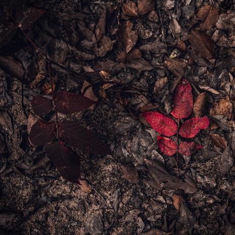 And Fallen Leaves cover art