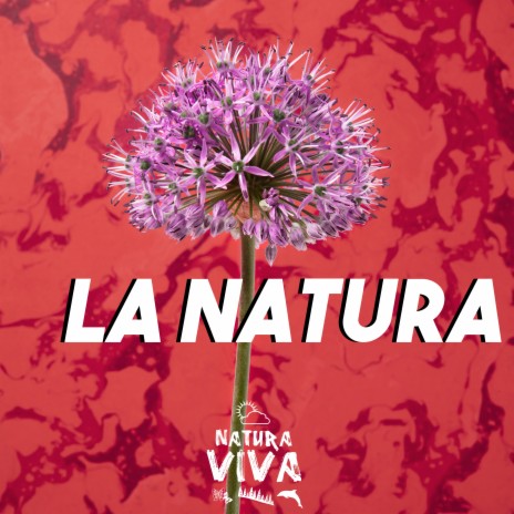 Merzia cover art