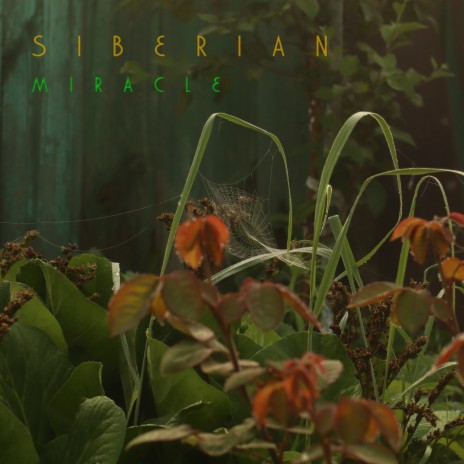 Miracle cover art