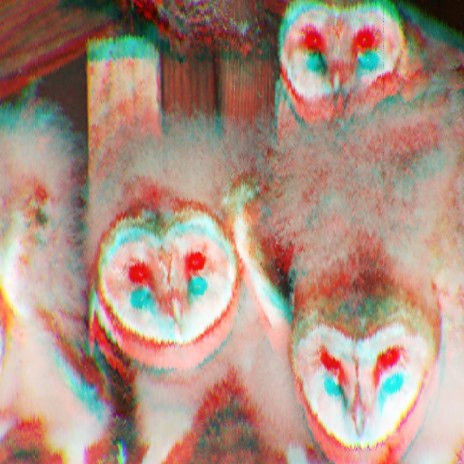 Bird Schlop cover art