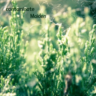 contaminate