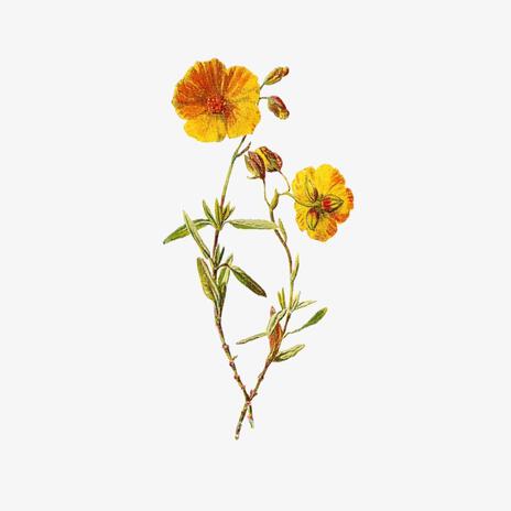 Love cover art