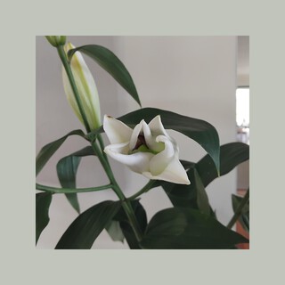 Lily (Instrumental)