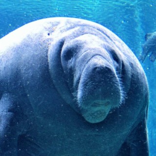 Manatee on Probation
