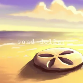 sand dollar cover art