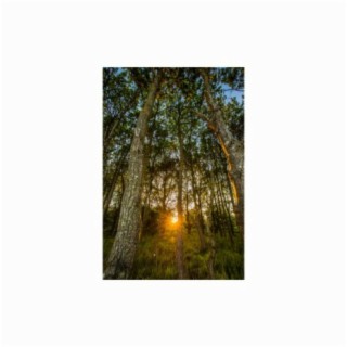 Woodster