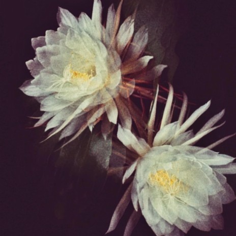 BLOOM