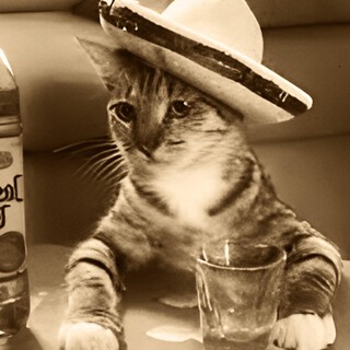 el gato