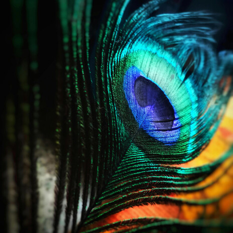 See it all cover art