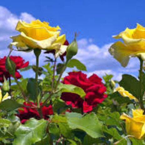 Jardín de jazmín y rosas cover art