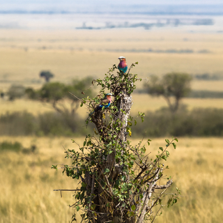 Savana e foresta