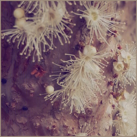 Jabuticaba cover art