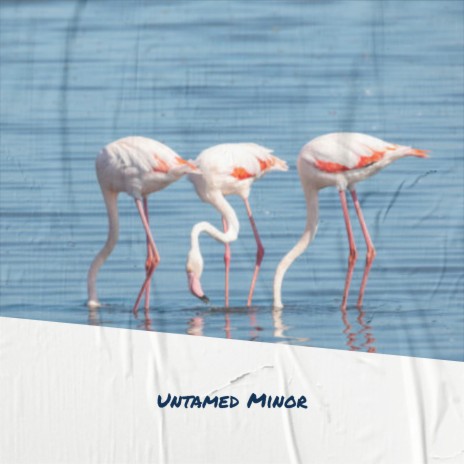 His Municipal cover art