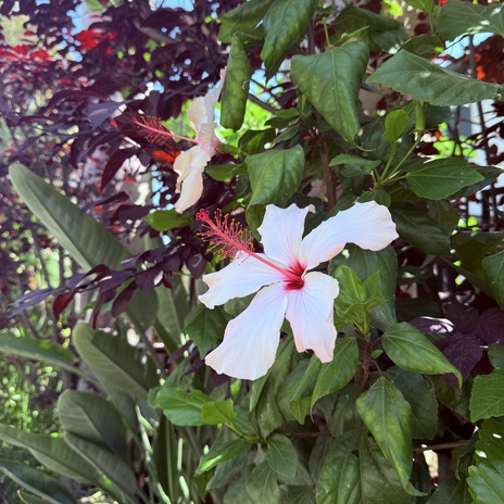 Blossom cover art
