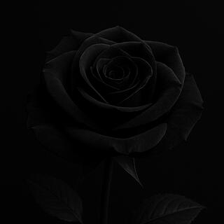 DARK.ROSE.